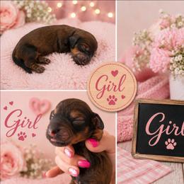 Sierra - Chocolate female Dachshund puppy in Queen Creek, Arizona from Wigglebutt Miniature Dachshund Az
