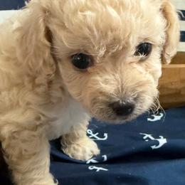 Sandy - Apricot female Maltipoo puppy in Scott, Arkansas from Legacy's Litters