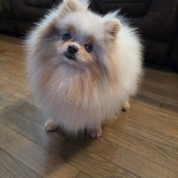 Nimbus - Pomeranian