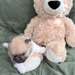 Boy- 4 - Black and tan parti male Pomeranian puppy in Conroe, Texas from Maxi’s Poms, LLC