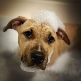 Girl 2 - American Staffordshire Terrier puppy in California from Intermountain American Staffordshire Terriers