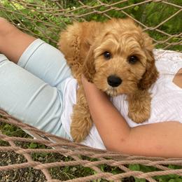 Cavapoo and Cockapoo Puppies from Heavenly puppies to love
