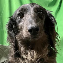 Jam - Dachshund