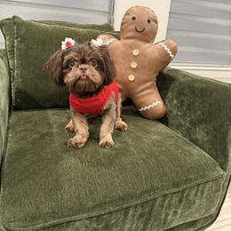 Rola - Shih Tzu