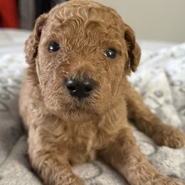 Mr White Collar - Red  male Poodle puppy in Screven, Georgia from Dreamland Standard Poodles