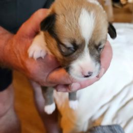 Pembroke Welsh Corgi Puppies from Gingersnap Pembroke Welsh Corgis