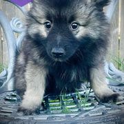 "Ezri" Keeshond Puppies from Kozy Keeshonden
