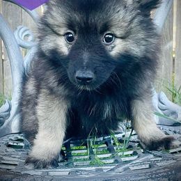 "Ezri" Keeshond Puppies from Kozy Keeshonden