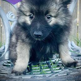 "Ezri" Keeshond Puppies from Kozy Keeshonden