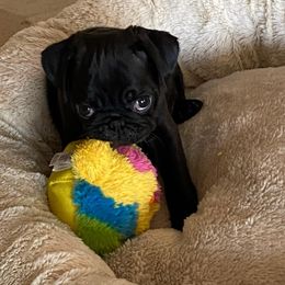 Pug Puppies from Camp Pug