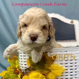 Grits - Parti male Labradoodle puppy in Bowman, Georgia from Companion Creek Farm