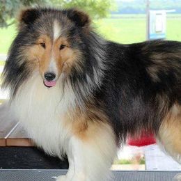 Shetland Sheepdogs from Glamar Shelties