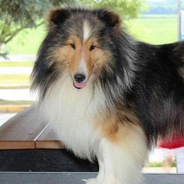 Shetland Sheepdogs from Glamar Shelties