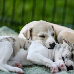 Whippet Puppies from Winstar Whippets