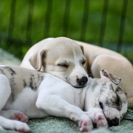 Whippet Puppies from Winstar Whippets