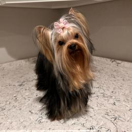 Nattie - Yorkshire Terrier