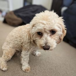 Poppy - Cavapoo