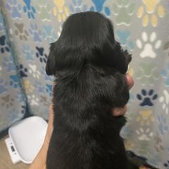 Dachshund Puppies from The Wienery