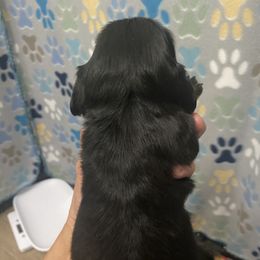 Dachshund Puppies from The Wienery