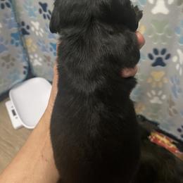 Dachshund Puppies from The Wienery