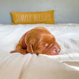Golden Retriever Puppies from Earley Goldens
