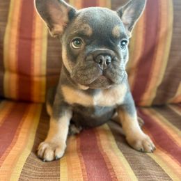 Pink collar - Blue female French Bulldog puppy in Cordes Lakes, Arizona from Puppy Love AZ LLC