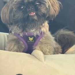Dachshund and Shih Tzu Puppies from Anna’s Farmhouse Shihtzus