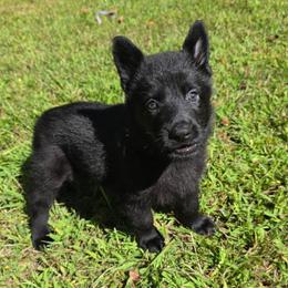 Light purple collar - Black female German Shepherd puppy in Oscoda, Michigan from Sstar