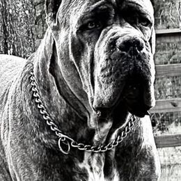 Klaus - Cane Corso