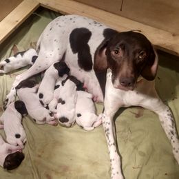 Libby - German Shorthaired Pointer