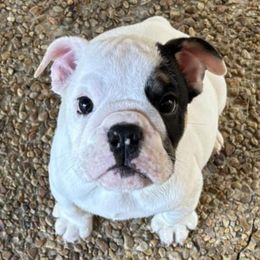 Bulldogs from AKC Bulldogs in MS