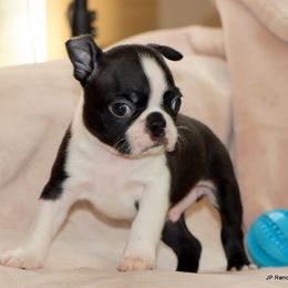 Cesar - Black and white male Boston Terrier puppy in Winnsboro, Texas from JP Ranch Bulldogs