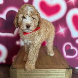Ferrero Rafaello - Red male Bernedoodle puppy in Clermont, Florida from Shadow Kennels