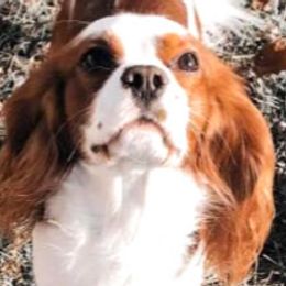 Benny - Cavalier King Charles Spaniel