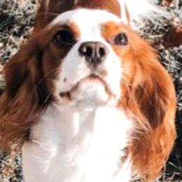 Benny - Cavalier King Charles Spaniel