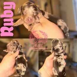Ruby - Dapple female Dachshund puppy in Hornbeck, Louisiana from A&Z Mini Dachshunds