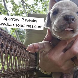 Great Dane Puppies from Harrison Danes
