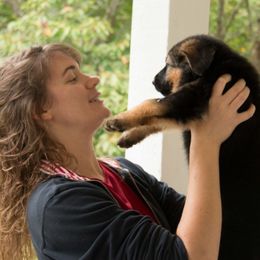 German Shepherds and Labrador Retrievers from DogSmith Purebreds