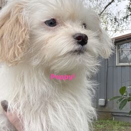 Poppy - female Poodle puppy in Orlando, Florida from Denise’s Puppies