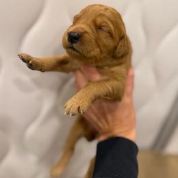Red, White Blue Collar - Dark golden female Golden Retriever puppy in Turtlepoint, Pennsylvania from Allegheny River Retrievers