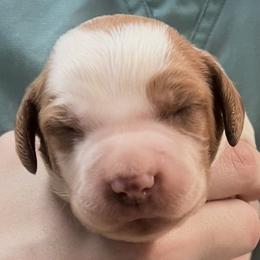 Holly boy 1 - Orange and white male Brittany puppy in Floyd Knobs, Indiana from Cross Creek Brittanys