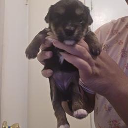 Bichon Frise and Yorkshire Terrier Puppies from Joanelly Marshall