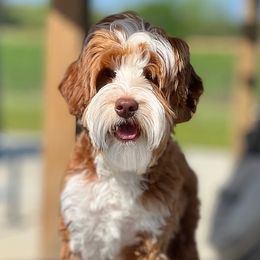 Nacho - Australian Labradoodle