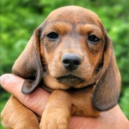 Kashmir - Red male Dachshund puppy in Mountain Grove, Missouri from Blueprint K9 Dachshunds- www.BlueprintK9.com