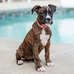 Victory (Tory) - Brindle female Boxer puppy in Georgia from Stephanie’s Boxers