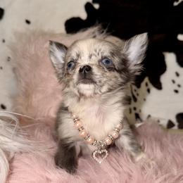 Tiny female - Blue merle female Chihuahua puppy in Newport, Kentucky from Chihuahua casa