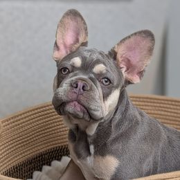 Mina - Blue female French Bulldog puppy in Melba, Idaho from Frost's Frenchie's