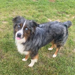 Finn - Australian Shepherd