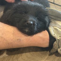Odin - Black male German Shepherd puppy in Aledo, Texas from OakSong German Shepherd Dogs