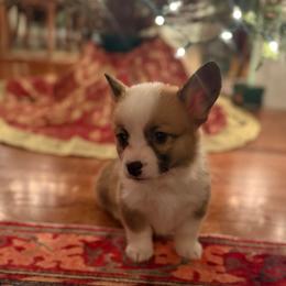 Pink Collar female - Red female Pembroke Welsh Corgi puppy in Grantsville Md, Maryland from Standing Oaks Kennel
